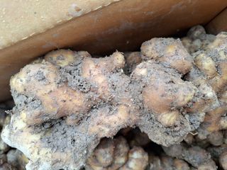 초원에빛님의 기타작물 · 자유게시판 작성글 사진