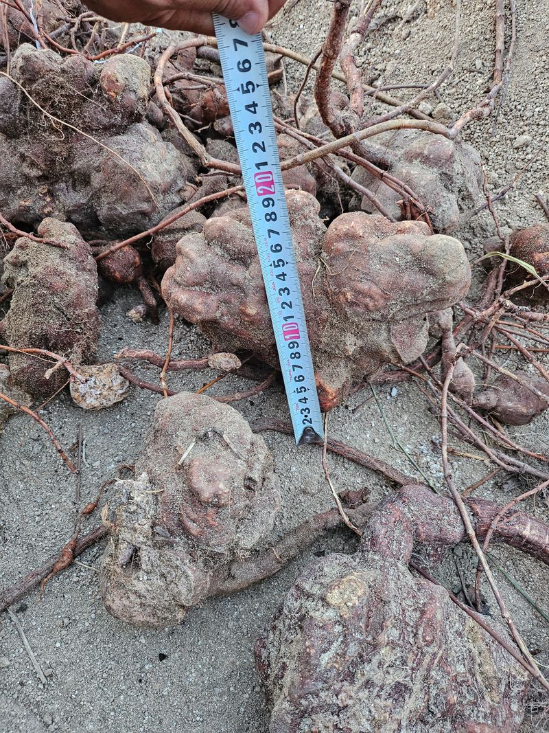 벼7602님의 장터 판매 상품 [자연산 적하수오 판매] 첨부 사진