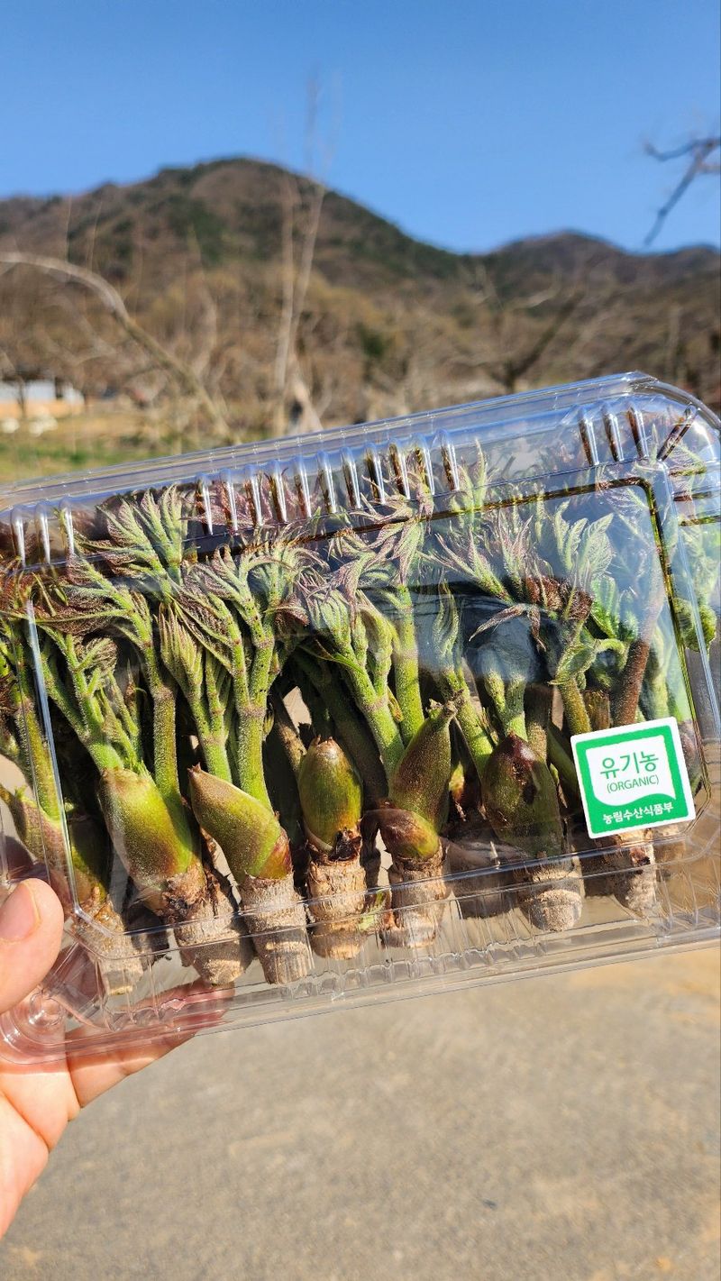 김인숙님의 장터 판매 상품 [상주 참두릅 500g] 첨부 사진