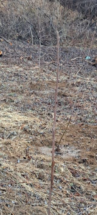 까망돌1988님의 농사, 무엇이든 물어보세요! · 참여글 작성글 사진