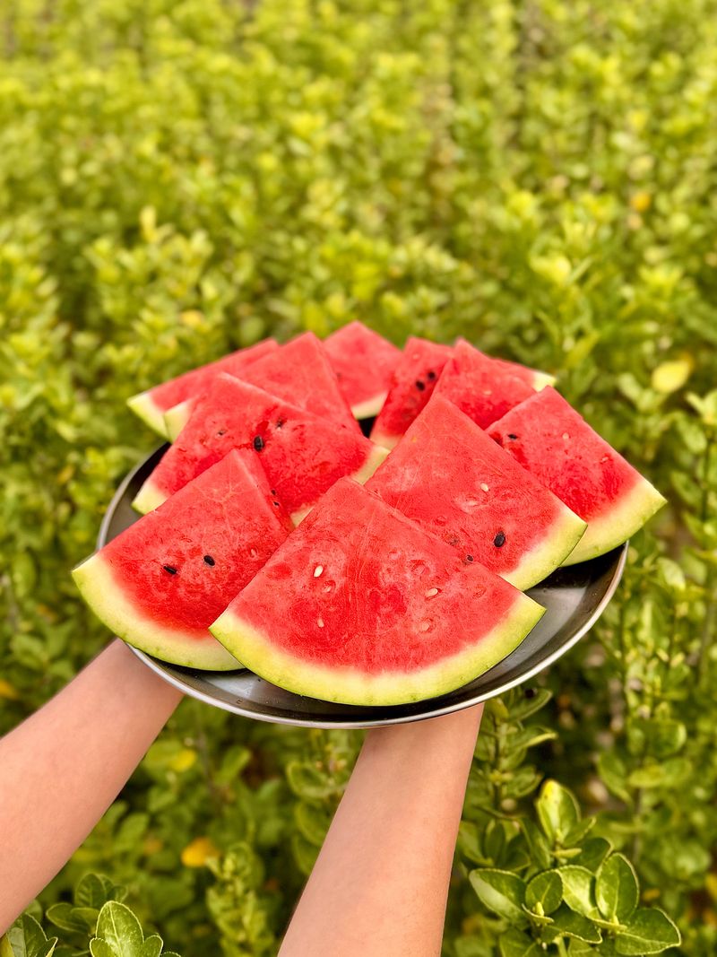 농부손녀님의 장터 판매 상품 [고당도 달콤한 맛 꿀수박 (무료배송)] 첨부 사진