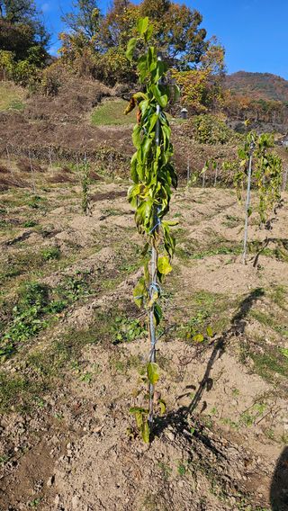 김대송님의 묘목 추천해요 · 참여글 작성글 사진