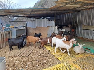 김영복님의 자유주제 · 자유게시판 작성글 사진