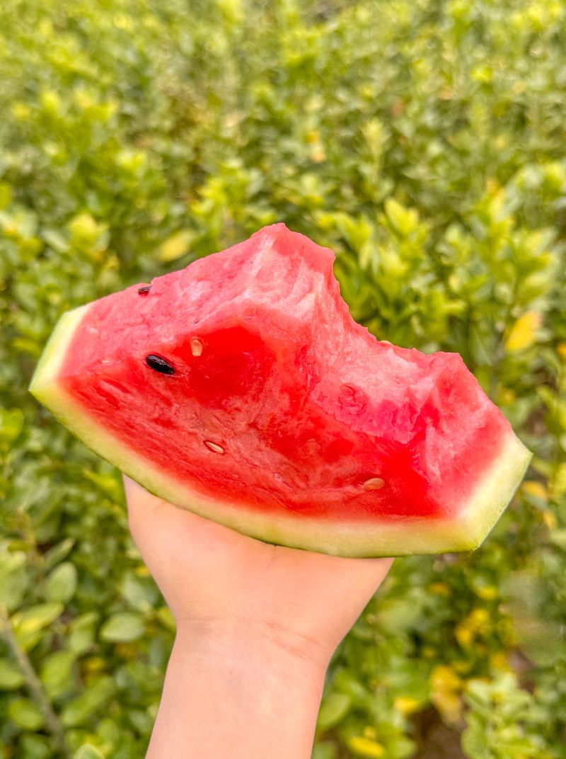 농부손녀님의 장터 판매 상품 [고당도 달콤한 맛 꿀수박 (무료배송)] 첨부 사진