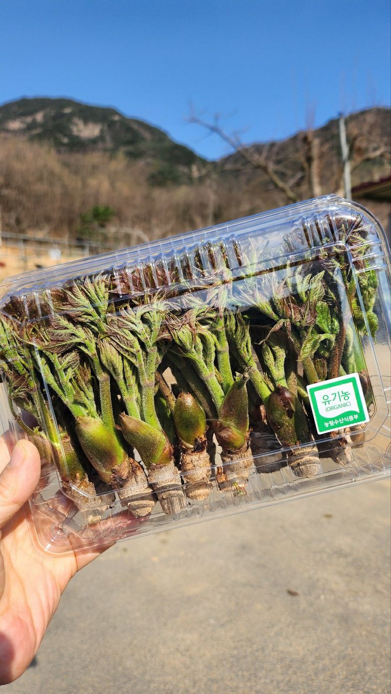 장터 상품 [상주 참두릅 500g] 썸네일