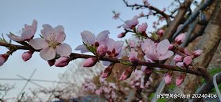 달맛햇복숭아농원님의 자유주제 · 자유게시판 작성글 사진