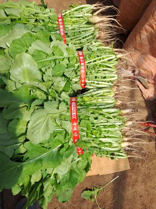 성실한 농부님의 자유주제 · 자유게시판 작성글 사진