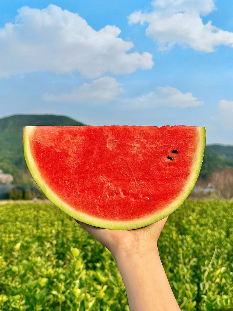 농부손녀님의 장터 판매 상품 [고당도 달콤한 맛 꿀수박 (무료배송)] 첨부 사진