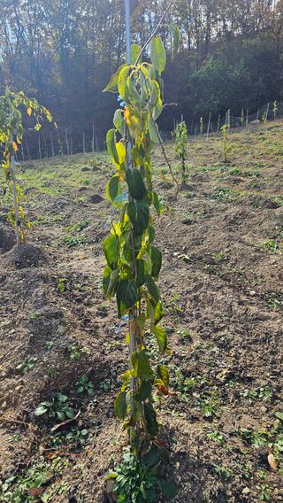 김대송님의 묘목 추천해요 · 참여글 작성글 사진