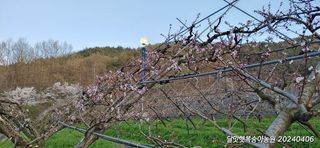 달맛햇복숭아농원님의 자유주제 · 자유게시판 작성글 사진