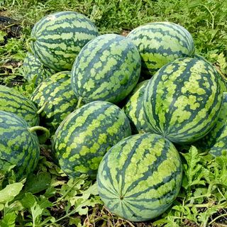 농부손녀님의 작성글 사진