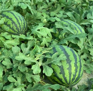 농부손녀님의 작성글 사진