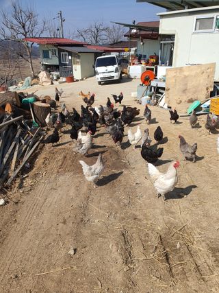 김영복님의 자유주제 · 자유게시판 작성글 사진