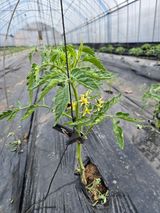 팜모닝 농사, 무엇이든 물어보세요!·참여글 게시글 이미지