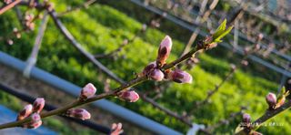 달맛햇복숭아농원님의 자유주제 · 자유게시판 작성글 사진