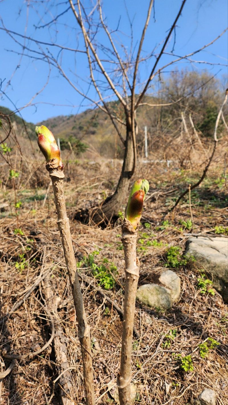 김인숙님의 장터 판매 상품 [상주 참두릅 500g] 첨부 사진