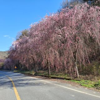 오영도님의 자유주제 · 자유게시판 작성글 사진