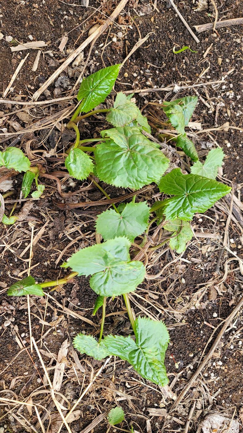 장터 상품 [토종곰취(3년근)] 썸네일