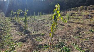 김대송님의 묘목 추천해요 · 참여글 작성글 사진