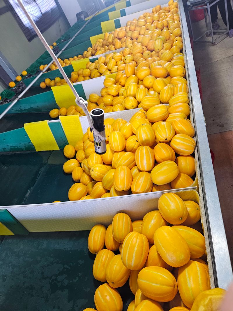 참외님의 장터 판매 상품 [[추천] 성주참외 3kg.5kg.10kg 달고식감좋아요] 첨부 사진