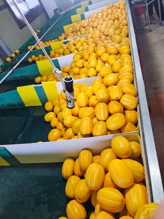 참외님의 작성글 사진