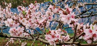 달맛햇복숭아농원님의 자유주제 · 자유게시판 작성글 사진