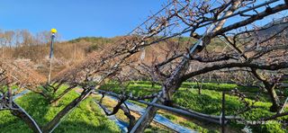 달맛햇복숭아농원님의 자유주제 · 자유게시판 작성글 사진
