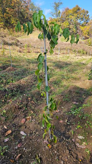 김대송님의 묘목 추천해요 · 참여글 작성글 사진