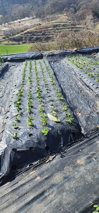 김선례님의 자유주제 · 자유게시판 작성글 사진