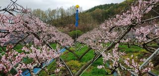 달맛햇복숭아농원님의 자유주제 · 자유게시판 작성글 사진