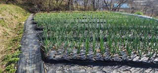 김선례님의 자유주제 · 자유게시판 작성글 사진