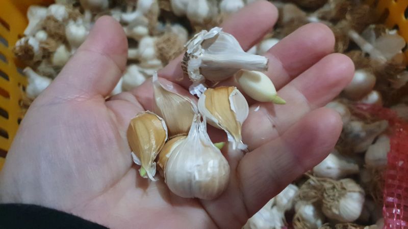 농부아내님의 장터 판매 상품 [홍산마늘 요정 크기 생마늘 2접(200통)] 첨부 사진