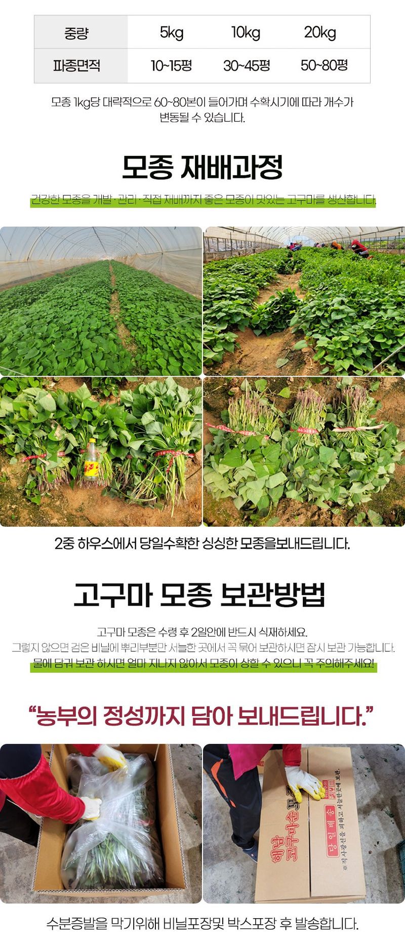 초록미소 금호농장님의 장터 판매 상품 [[품절] 해남 무병묘 황토 고구마모종 종순 1kg 1.2kg 3kg 5kg 10kg 20kg 판매합니다.] 첨부 사진