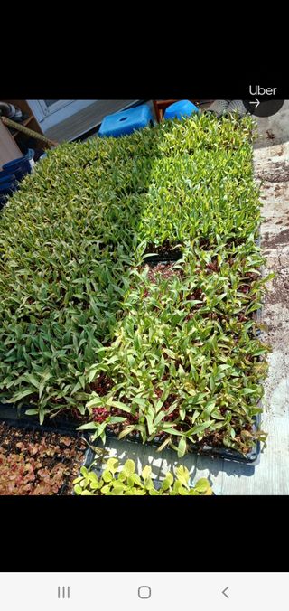 옥천서화농님의 자유주제 · 자유게시판 작성글 사진