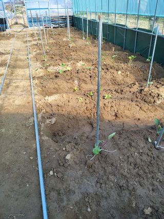 식만동 복합영농님의 자유주제 · 자유게시판 작성글 사진