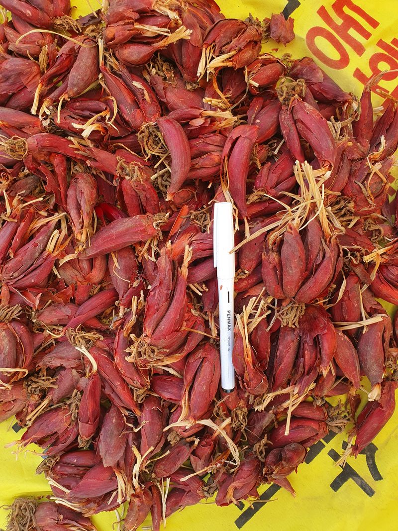 장터 상품 [마운틴양파(판매완료)] 썸네일