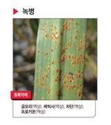 대산농사대장님의 마늘·비료•농약 작성글 사진