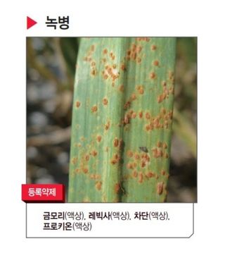 대산농사대장님의 마늘 · 비료•농약 작성글 사진