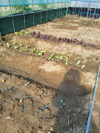 식만동 복합영농님의 자유주제 · 자유게시판 작성글 사진