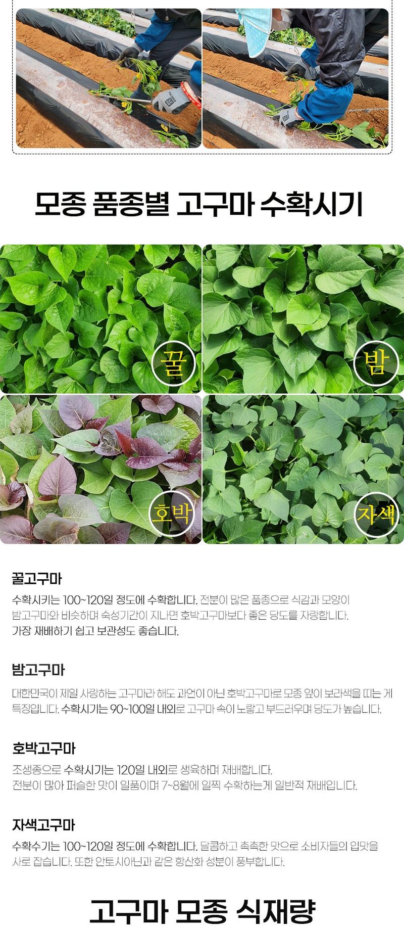 초록미소 금호농장님의 장터 판매 상품 [[품절] 해남 무병묘 황토 고구마모종 종순 1kg 1.2kg 3kg 5kg 10kg 20kg 판매합니다.] 첨부 사진