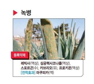 대산농사대장님의 마늘 · 비료•농약 작성글 사진