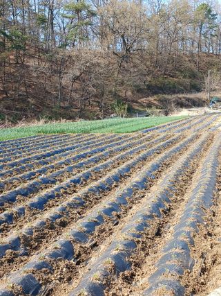 옥천서화농님의 자유주제 · 자유게시판 작성글 사진