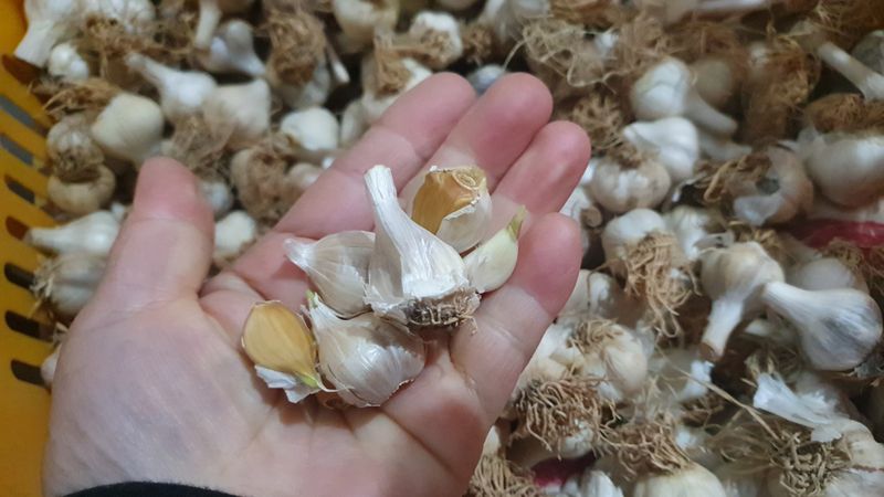 농부아내님의 장터 판매 상품 [홍산마늘 요정 크기 생마늘 2접(200통)] 첨부 사진