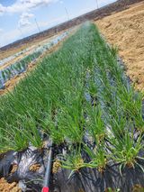 팜모닝 자유주제·자유게시판 게시글 이미지