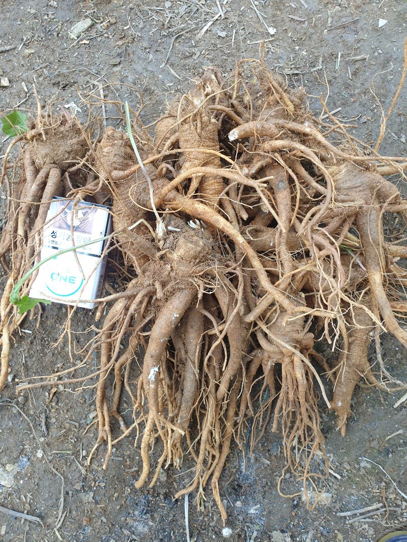 황강순님의 장터 판매 상품 [잔대(사삼) 약용7년근 1kg] 첨부 사진