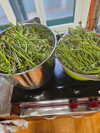 제주 지안이네농장님의 자유주제 · 자유게시판 작성글 사진