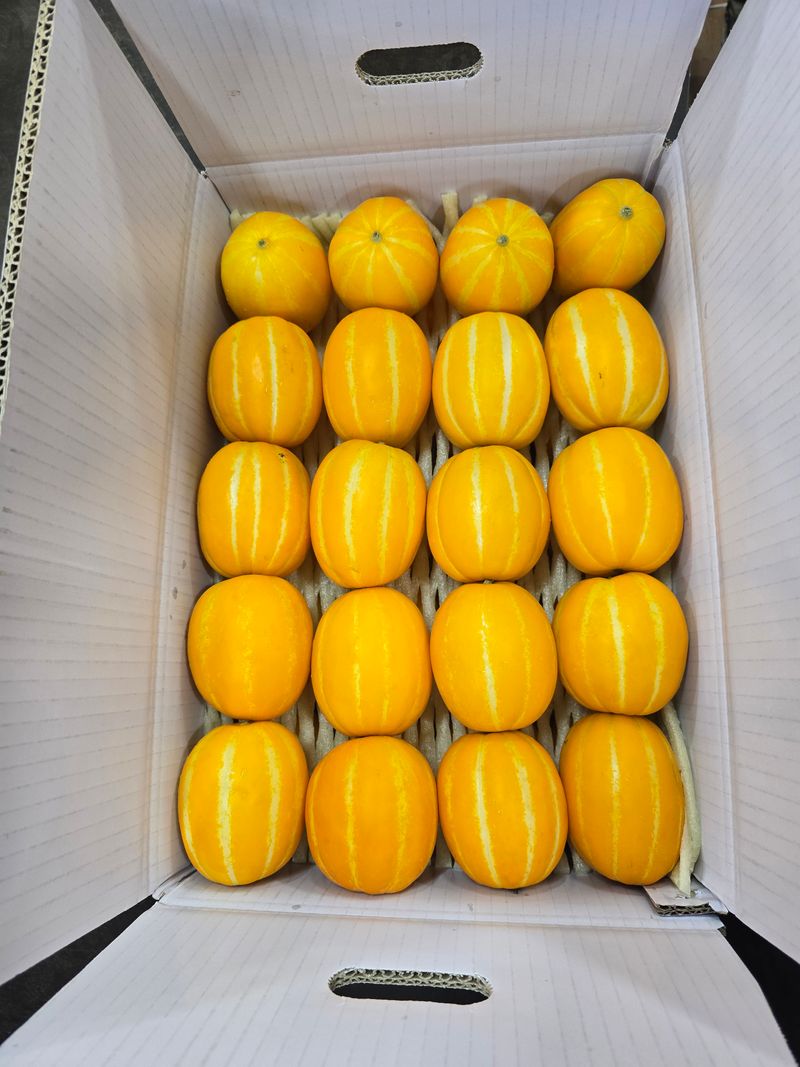 아들만셋 ♡님의 장터 판매 상품 [헌삼이네 참외  10kg.5kg.3kg 팜니다] 첨부 사진