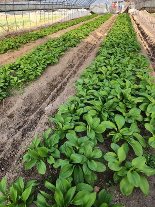 쏭이네농장(현자)님의 자유주제 · 자유게시판 작성글 사진