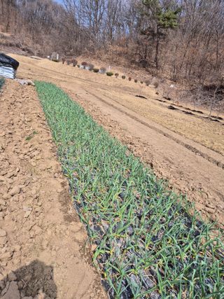 박수웅 님의 일손 구하셨나요? · 참여글 작성글 사진