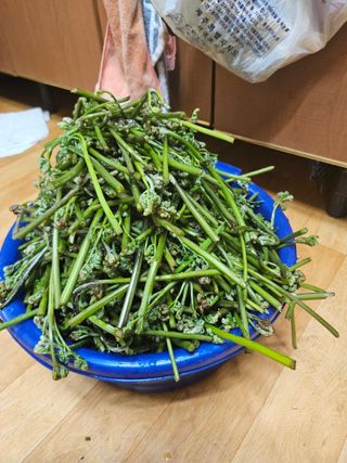 제주 지안이네농장님의 자유주제 · 자유게시판 작성글 사진